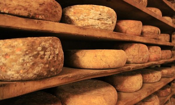Cheese maturing on production shelves